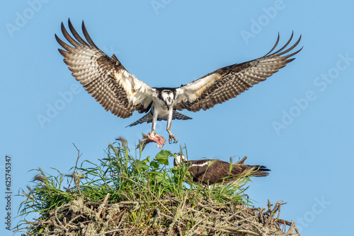 osprey in flight