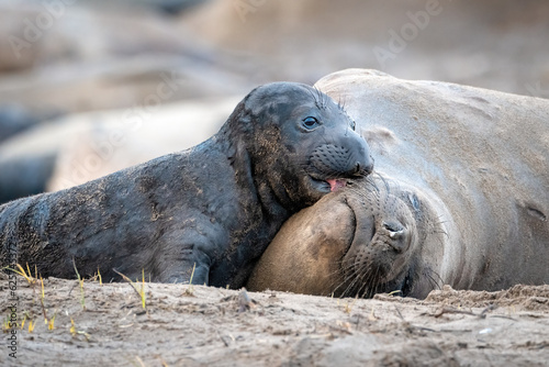 Elephant Seal Mom and Baby