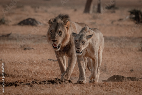 Lion Pair Walking