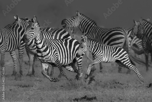 Zebra in Masai Mara National Park  Kenya