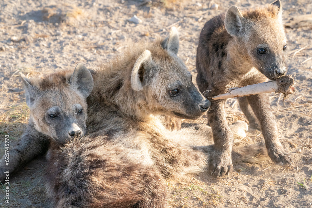 Hyena cubs playing and eating after mama brought food Hyena cubs playing and eating after mama brought food