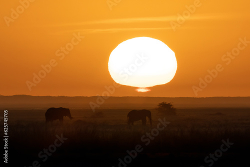 Sunset with Elephant Silhouette in Kenya