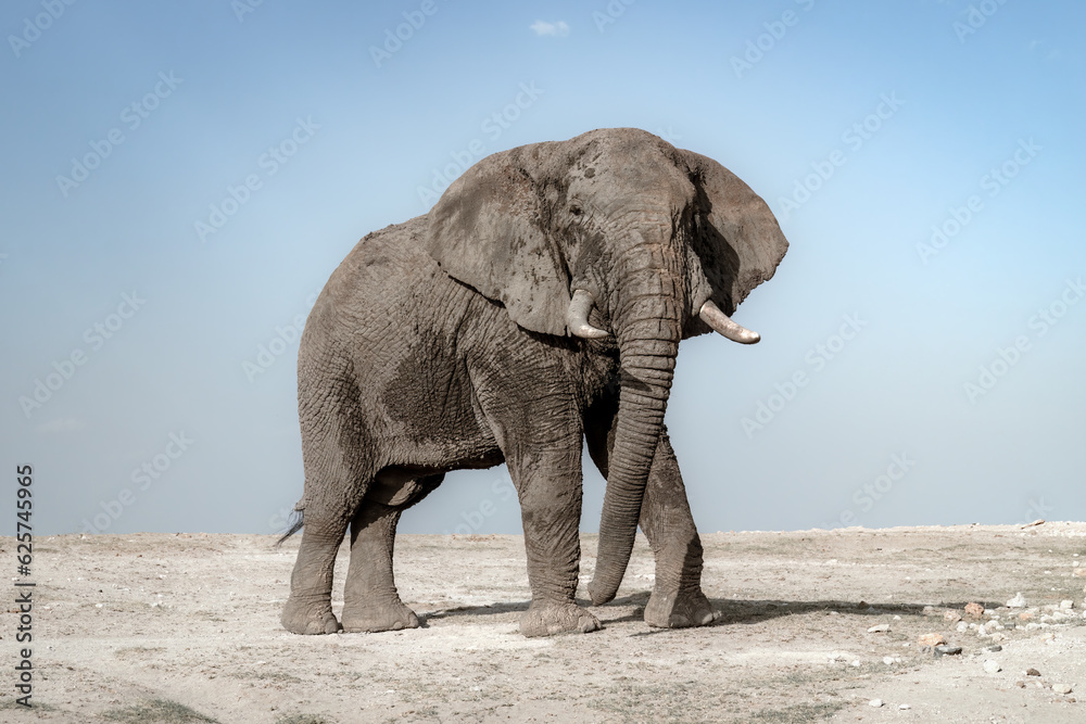 Large Tusker Elephant in Tsavo National Park, Kenua