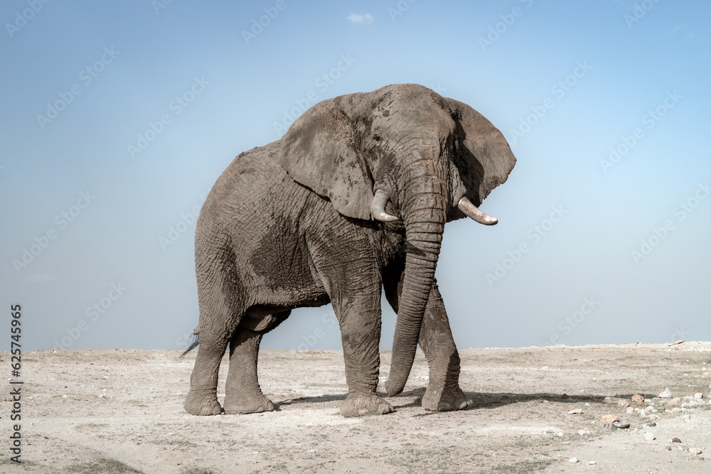 Obraz premium Large Tusker Elephant in Tsavo National Park, Kenua