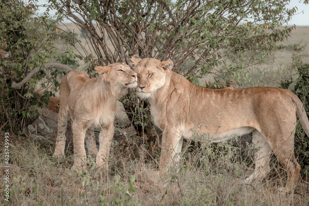 Lions Snuggling Loving Each Other Lions Snuggling Loving Each Other