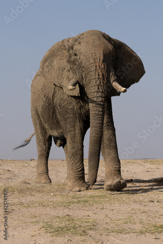 Large Tusker Elephant in Tsavo National Park  Kenua