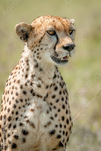 Cheetah Looking for Food in Kenya Masai Mara National Park