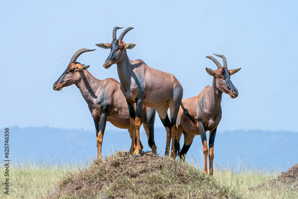 Fototapeta premium three topi antelope in the wild on a hill
