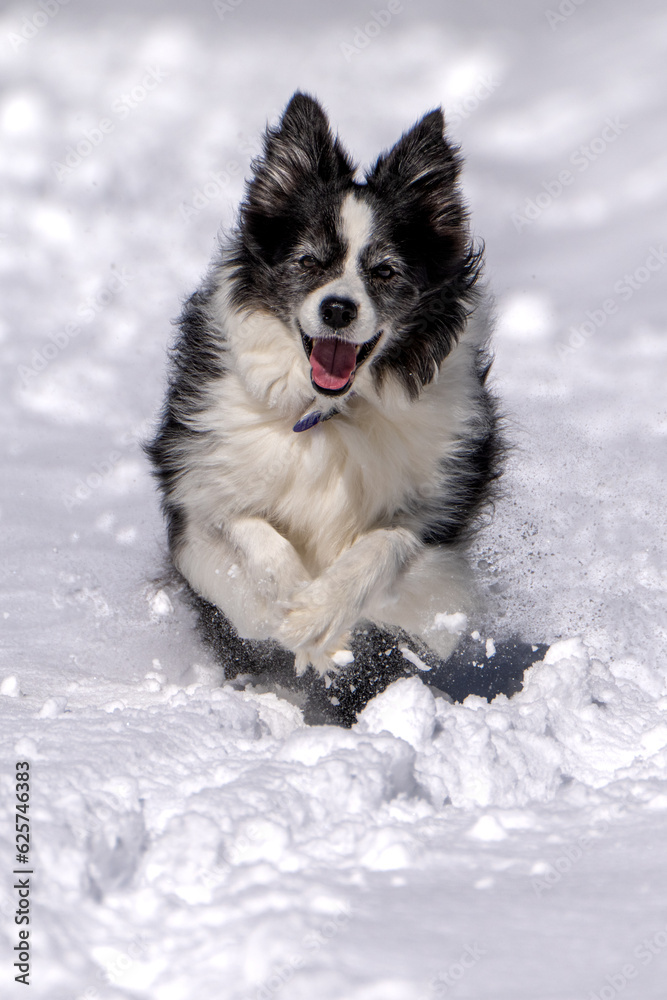 Border Collie Running in the Snow Border Collie Running in the Snow