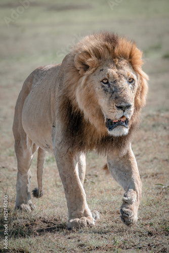 Injured male lion limping in the Savannah