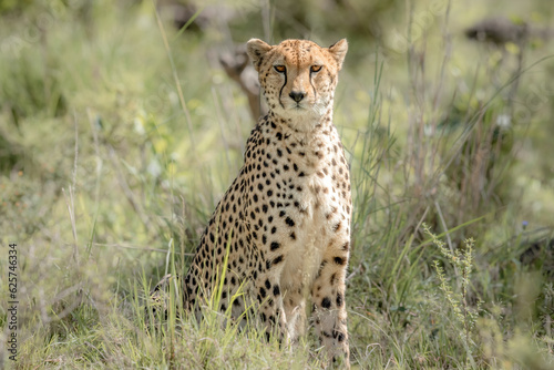 Cheetah walking in grass in Masai Mara National Park, Kenya