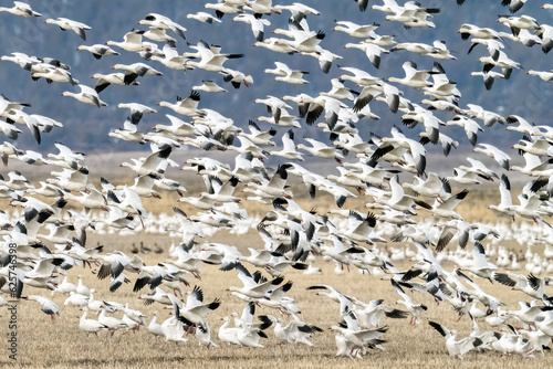 Snow geese flying in a flock during migration about to land in a grass field