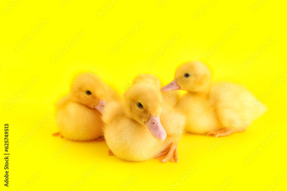 Cute ducklings on yellow background