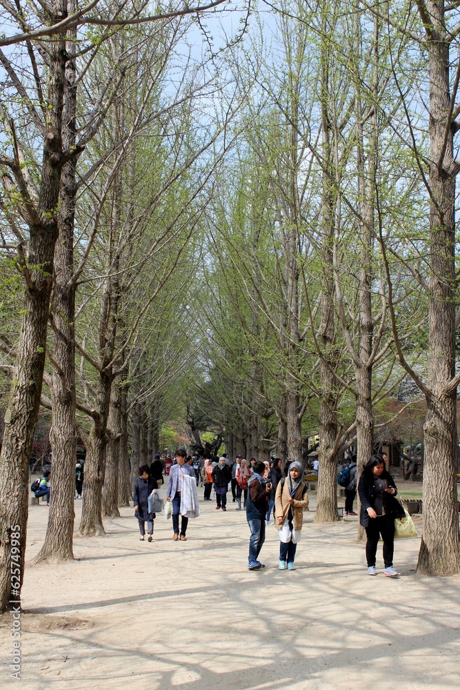 Seoul – April 17, 2016: Situation of Nami Island, many visitors take photos and selfies. besides that there are some of them walking casually and enjoying the atmosphere. Seoul – April 17, 2016: Situation of Nami Island, many visitors take photos and selfies. besides that there are some of them walking casually and enjoying the atmosphere.