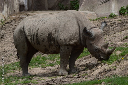 rhino in the zoo