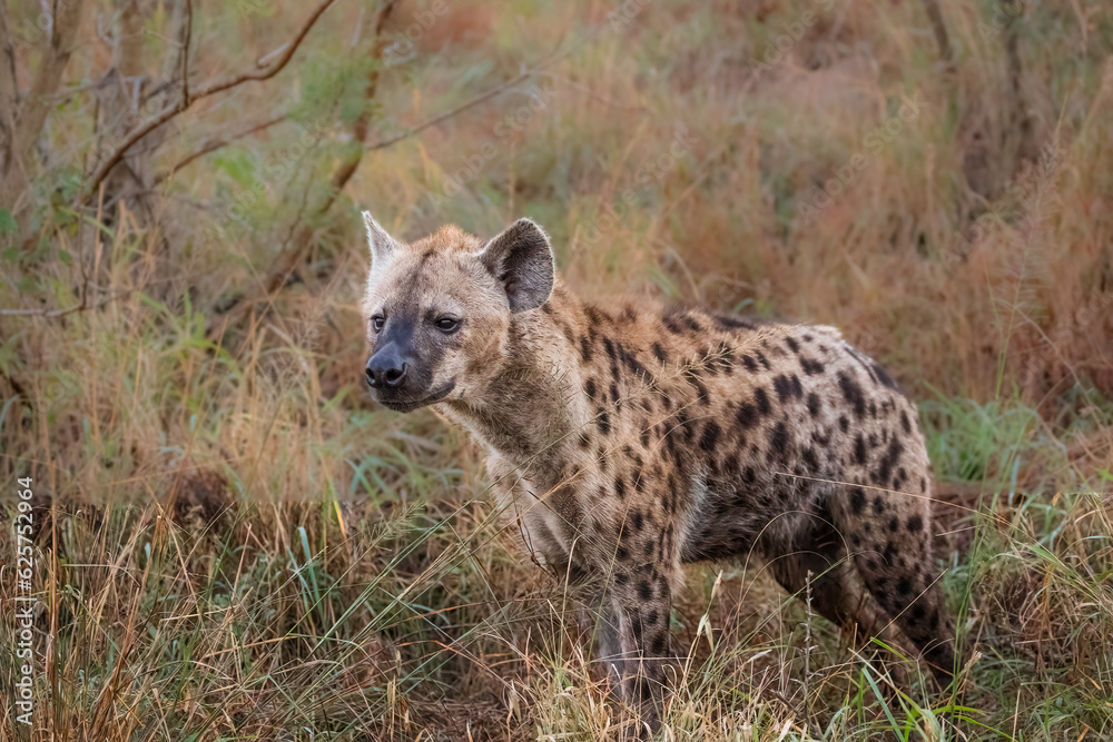 Hyena sniffing grass to pick up strange scents and smells Hyena sniffing grass to pick up strange scents and smells