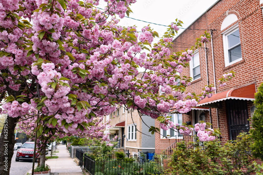 Beautiful Pink Cherry Blossom Tree next to Old Brick Homes in Astoria Queens New York during Spring