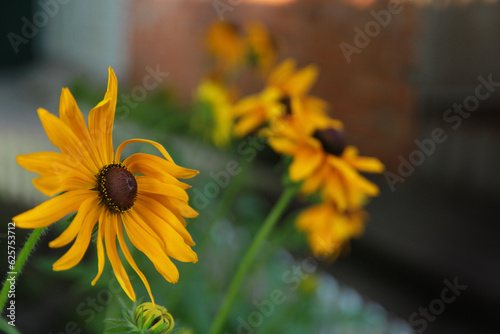 bee on flower