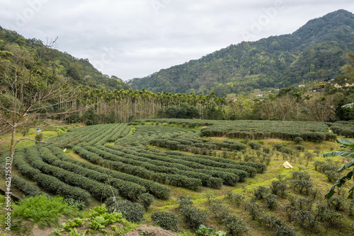 Pinglin Tea Farm in New Taipei City, Taiwan © Danica Chang