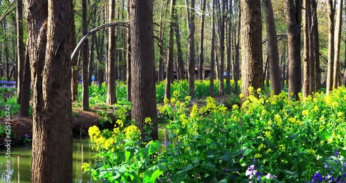 Lizhong Water Forest Park.This artificial ecological forest covers an area of 1500 mu, using the three-dimensional pattern of forest stack ditch fish, metasequoia, pond cypress towering, birds gatheri photo