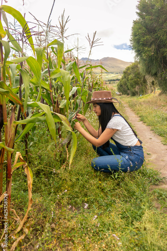 mujer latina emprendedora revisando una plantación de maiz  photo