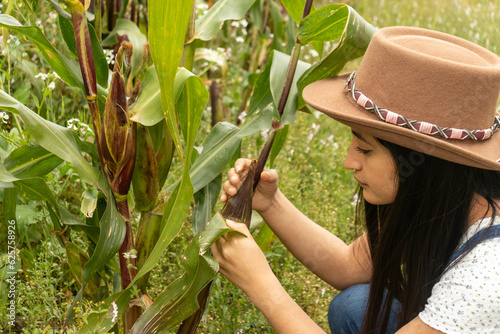 mujer agricultora revisando la huerta sostenible de maiz en busca de plagas o enfermedades photo
