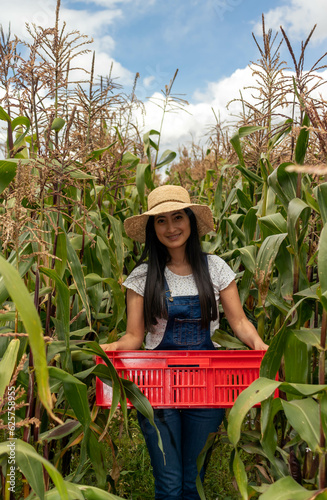 Mujer latina trabajando en el campo de una cosecha de maíz sostenible en el campo en la montañas de los andes  photo