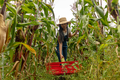 Mujer latina con sombrero y oberol colocando una mazorca en la gaveta roja dentro de un  cultivo sostenible photo