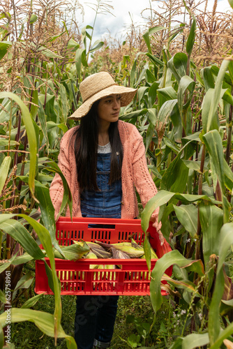 Mujer latina cosechando maiz en un sembrio en las montañas photo