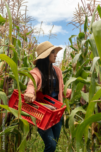 Mujer latina con sombrero trabajando en el campo con sombrero y overon recolectando maiz de un sembrio de caña de maiz  photo