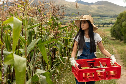 Mujer saliendo de la plantación de maíz con su gaveta llena de choclos photo