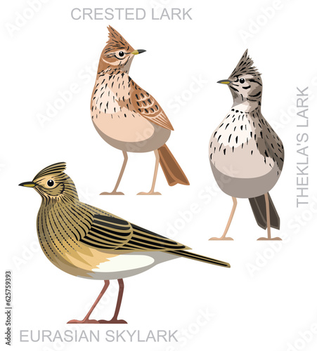 Cute Bird Eurasian Skylark Lark Set Cartoon Vector
