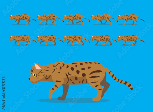 Fototapeta Naklejka Na Ścianę i Meble -  Animal Animation Sequence Cat Bengal Cartoon Vector
