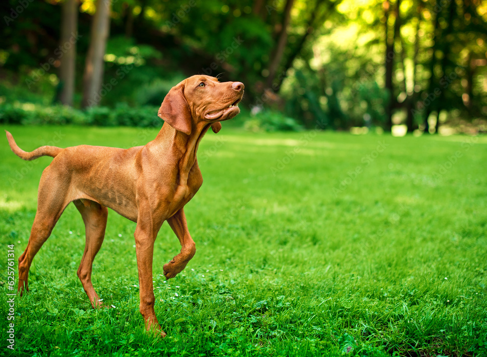 The dog of the Hungarian Vizsla breed stands on the green grass against the background of the park. The dog is alert and raised its paw. The photo is blurred. The dog of the Hungarian Vizsla breed stands on the green grass against the background of the park. The dog is alert and raised its paw. The photo is blurred.