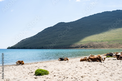 The cow lies on the shore of the lake. A cow lies resting in the surf on wet sand. cow grazing on the seashore, animal and nature. Selective focus.