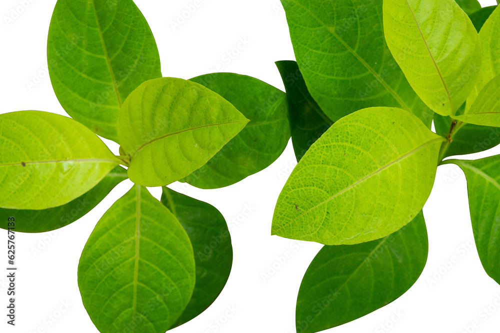 natural green leaves isolated on branch natural green leaves isolated on branch