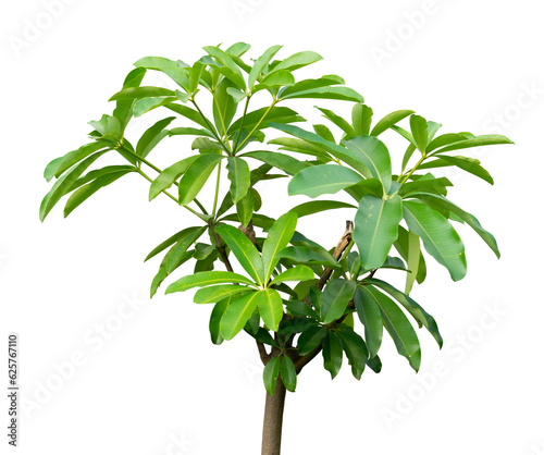 young tree with lush leaves isolated
