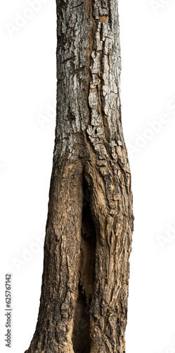 natural tree trunk isolated element
