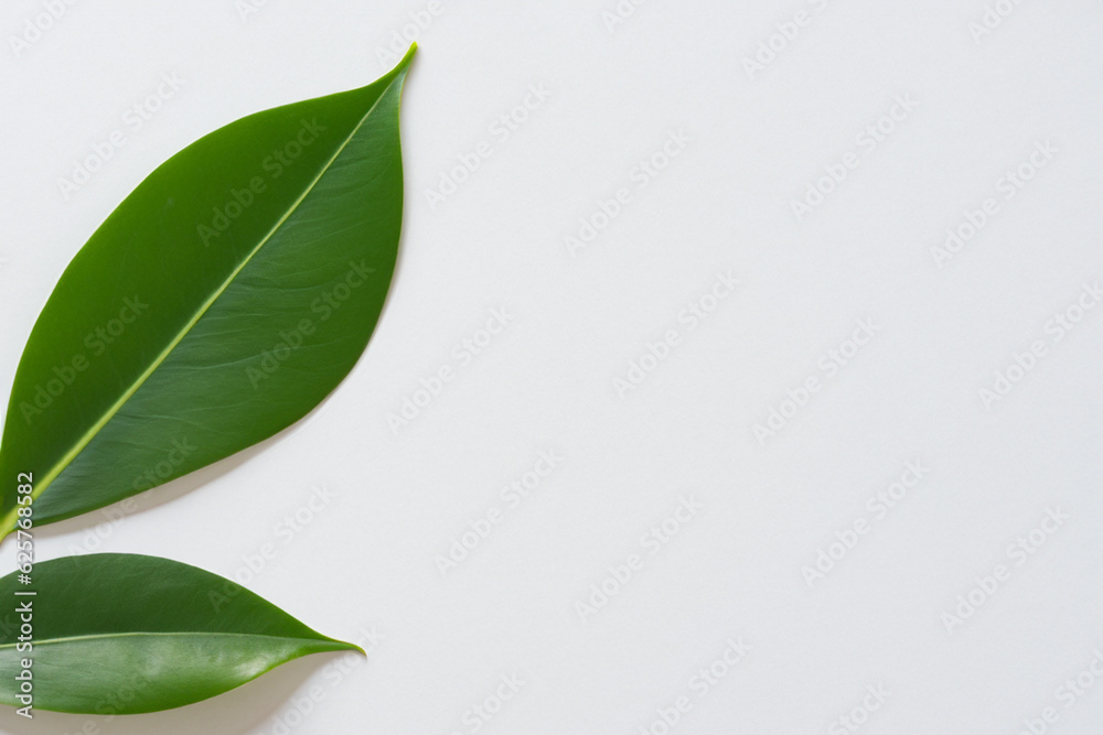 Obraz premium Beautiful Leaf Background with White Paper A Refreshing and Serene Combination