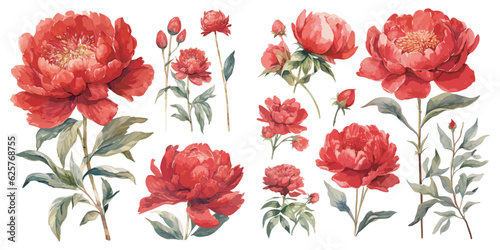 Watercolor red peony clipart for graphic resources
