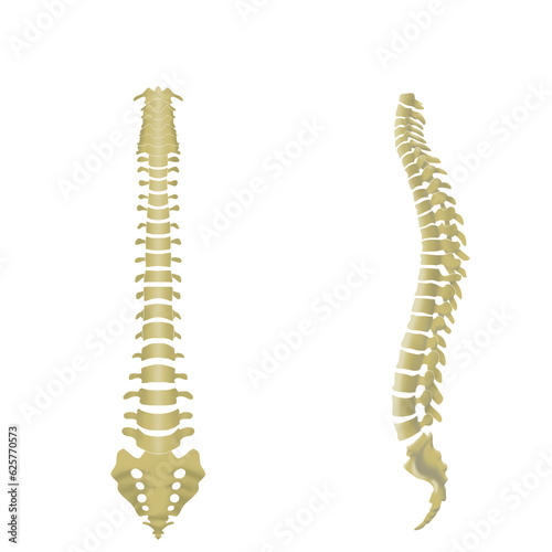 脊椎全体の形がわかるイラスト