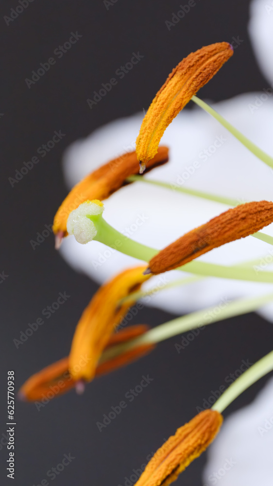 白くて大きなカサブランカの花のおしべやめしべのクローズアップ
