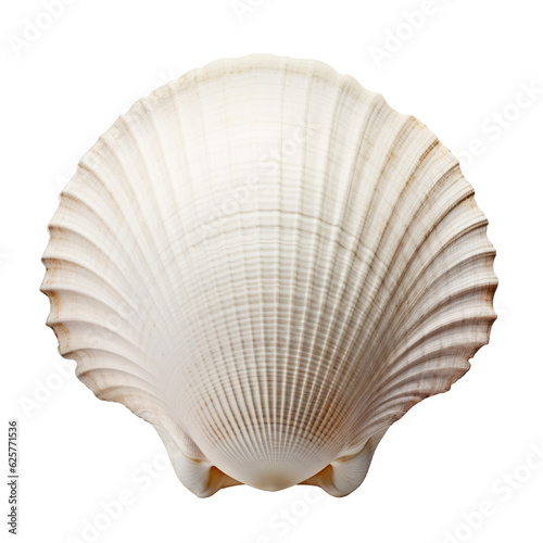seashell isolated on transparent background cutout