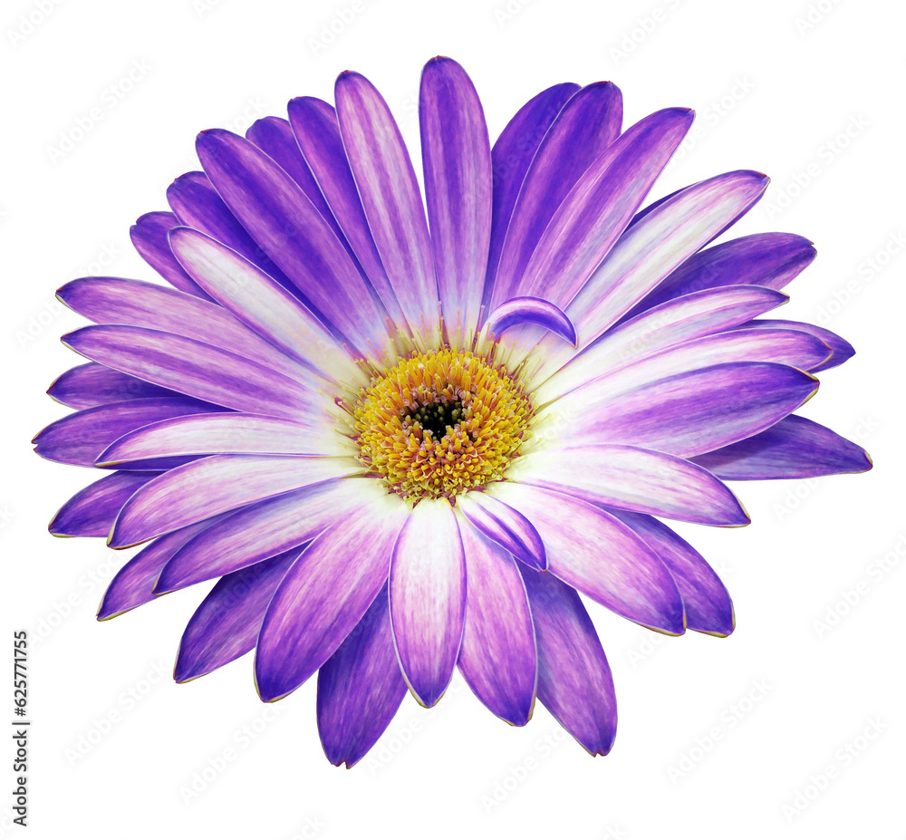 Purple gerbera flower on isolated background with clipping path. Closeup. For design. Transparent background. Nature. Purple gerbera flower on isolated background with clipping path. Closeup. For design. Transparent background. Nature.