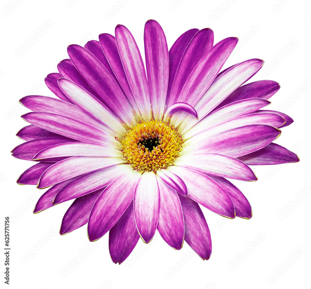 Purple  gerbera  flower  on white isolated background with clipping path. Closeup. For design.. Transparent background.  Nature.