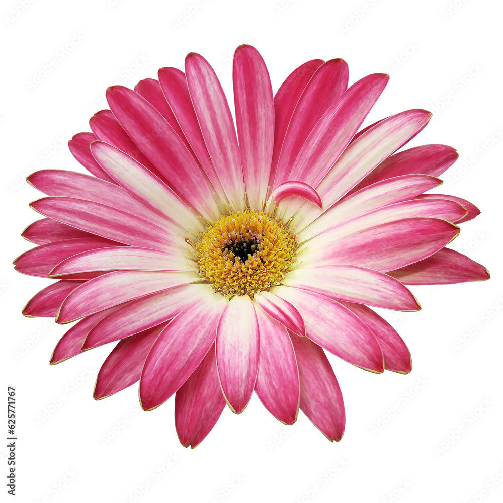 Pink gerbera  flower  on  isolated background with clipping path. Closeup. For design.   Transparent background.   Nature.