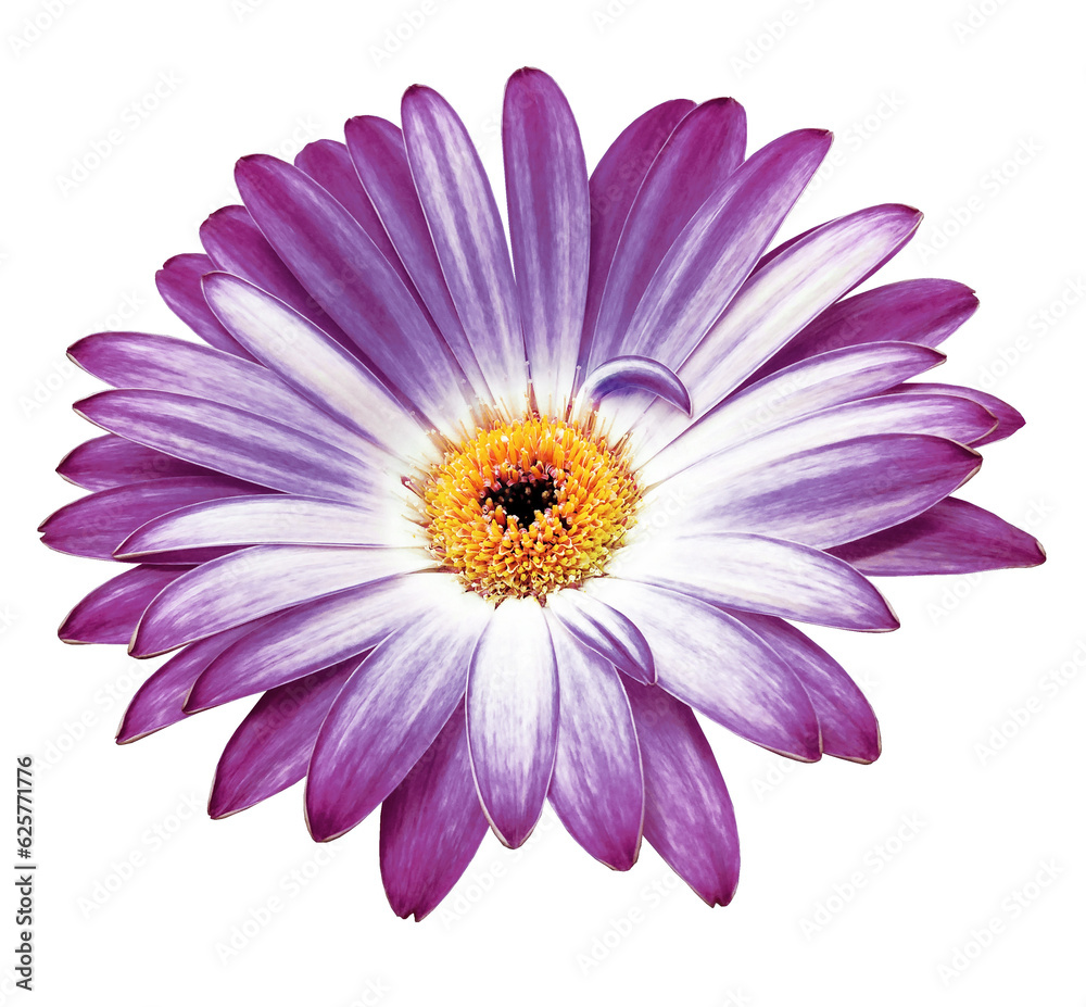 Purple  gerbera  flower  on white isolated background with clipping path. Closeup. For design. . Transparent background.  Nature.