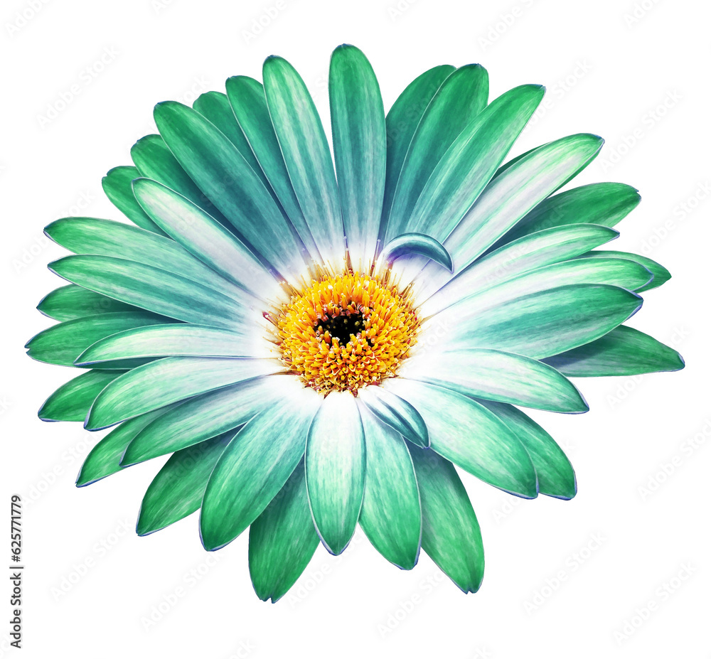 Fototapeta premium Green gerbera flower on isolated background with clipping path. Closeup. For design. Transparent background. Nature.