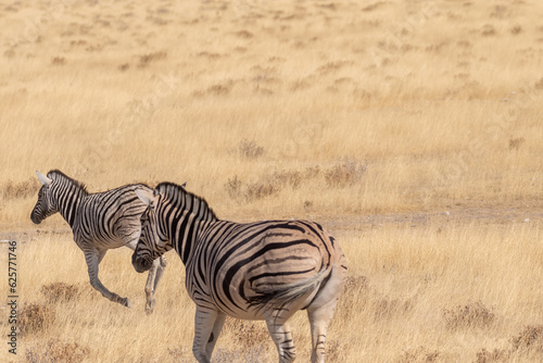 Telephoto shot of two Burchell s Plains zebras -Equus quagga burchelli- running on the plains of Etosha National Park  Namibia.