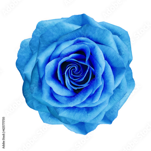 Blue rose flower on isolated background with clipping path. Closeup. For design. Transparent background. Nature.